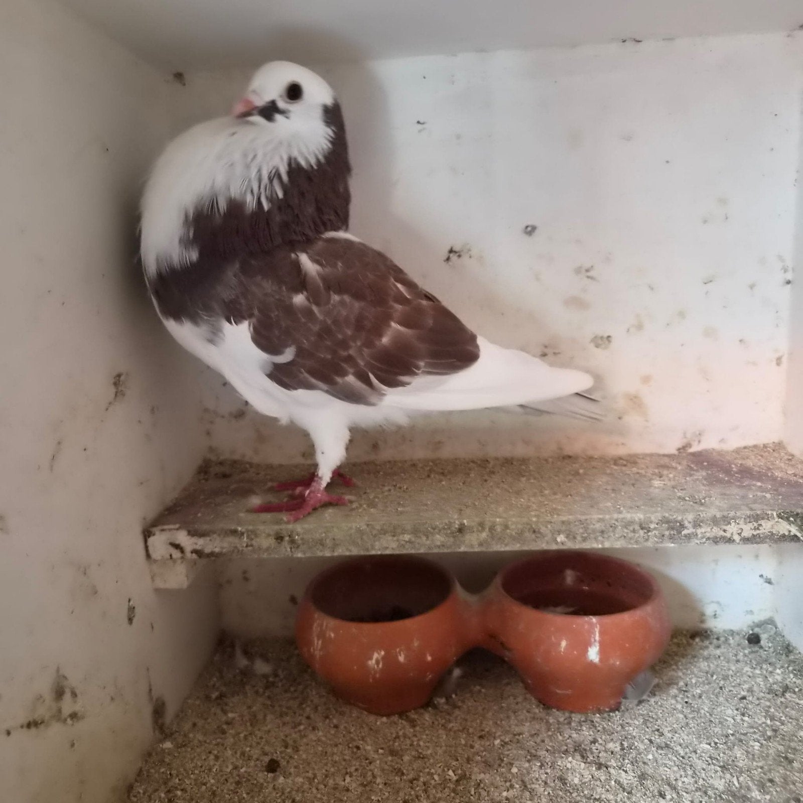 Roodbonte duivin van een rit, Dieren en Toebehoren, Vrouwelijk, Kropper