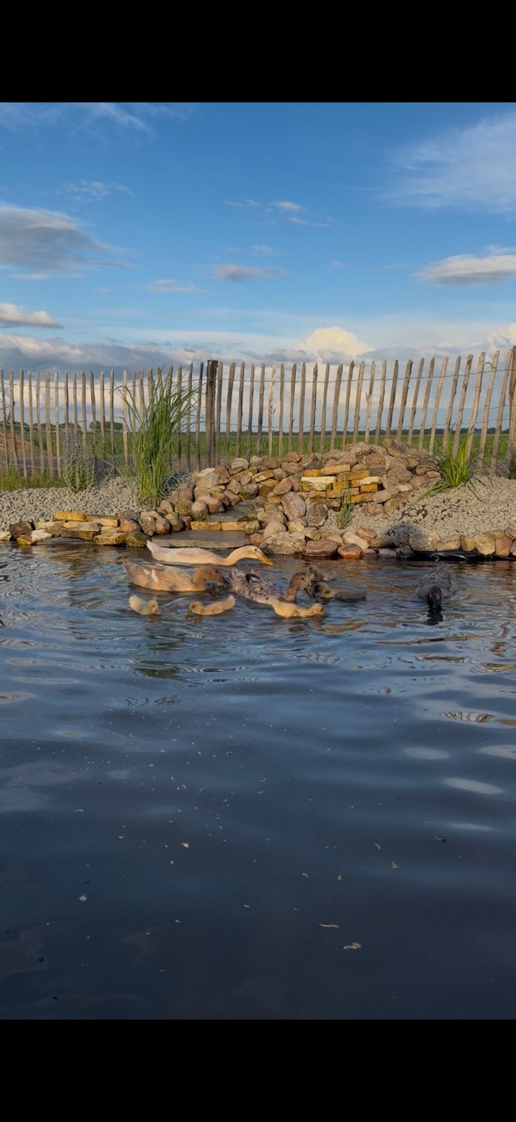 Loopeenden pulletjes, Dieren en Toebehoren, Pluimvee, Meerdere dieren, Eend
