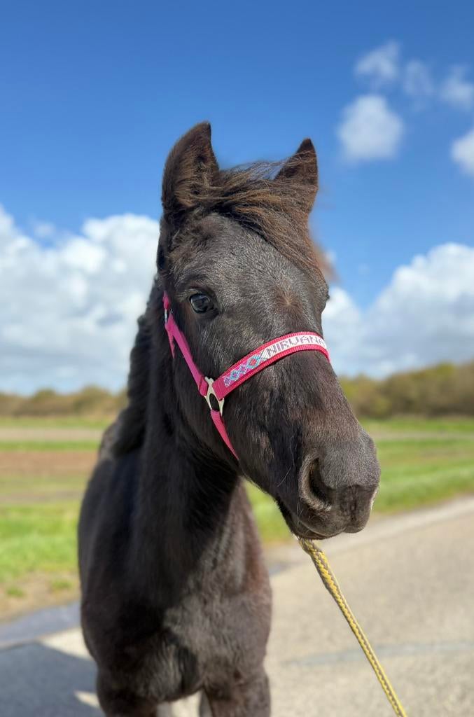Diverse ponys te koop. Ijslander en kruisingen gangenpaard, Dieren en Toebehoren, Minder dan 160 cm, Met stamboom, 3 tot 6 jaar