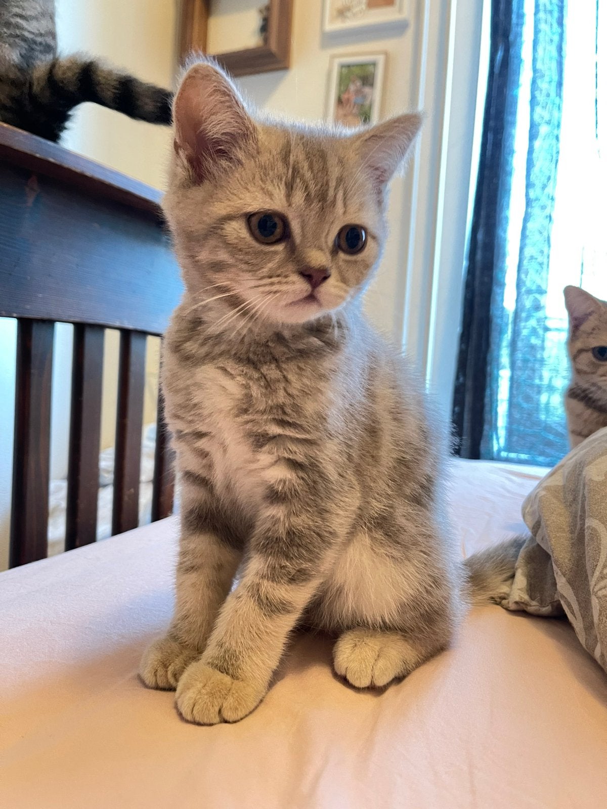 Britse Korthaar kittens op zoek naar een gouden mandje!, Dieren en Toebehoren, Meerdere dieren, Ontwormd
