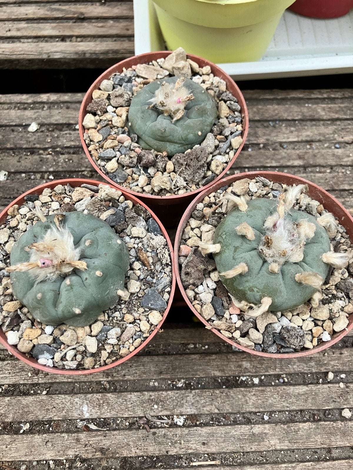3 Lophophora Williamsii in 8,5 cm pot - Zeldzame Cactussen, Tuin en Terras, Planten | Tuinplanten, Overige soorten, Volle zon