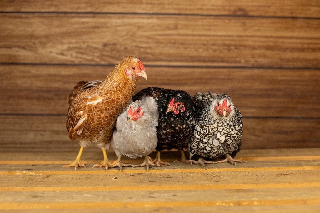 Wyandotte krielkip | Tamme kippen | Passend advies, Dieren en Toebehoren, Meerdere dieren, Kip
