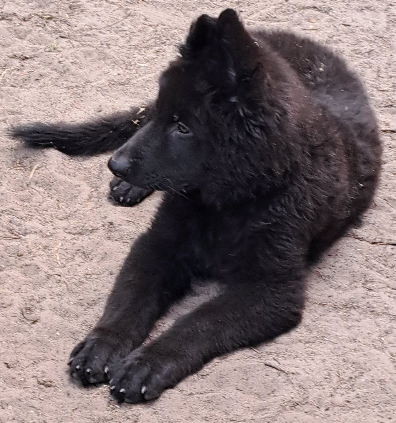 Zwarte Langstokhaar Duitse Herder Reutjes, 8 tot 15 weken, Meerdere, Meerdere dieren, Herder
