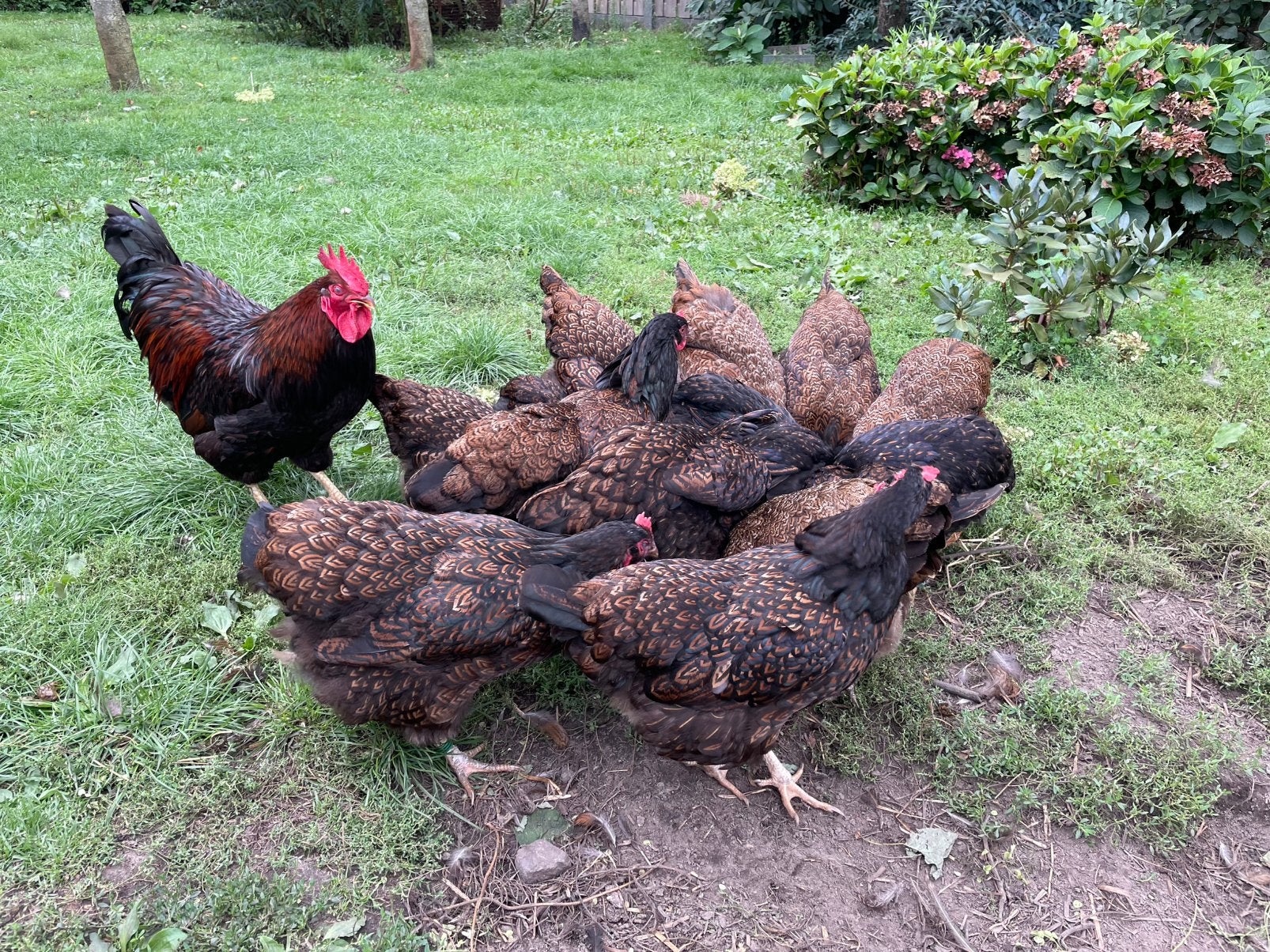 Barnevelder groot hennen, Dieren en Toebehoren, Meerdere dieren, Kip