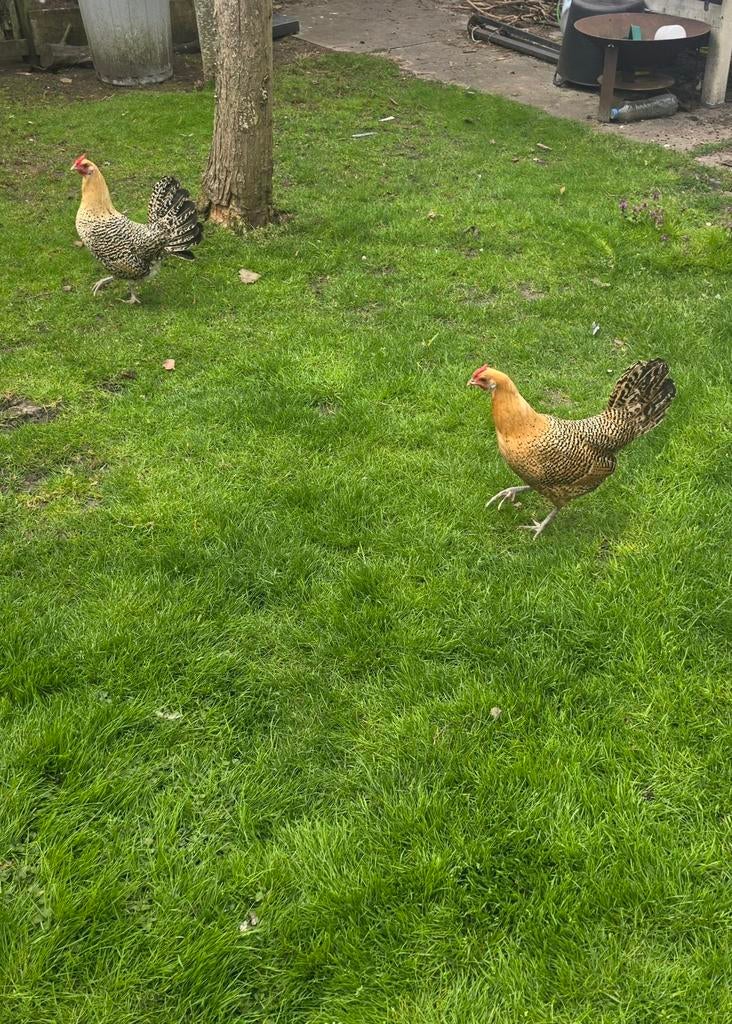 2 Assendelver kippen, Vrouwelijk, Kip