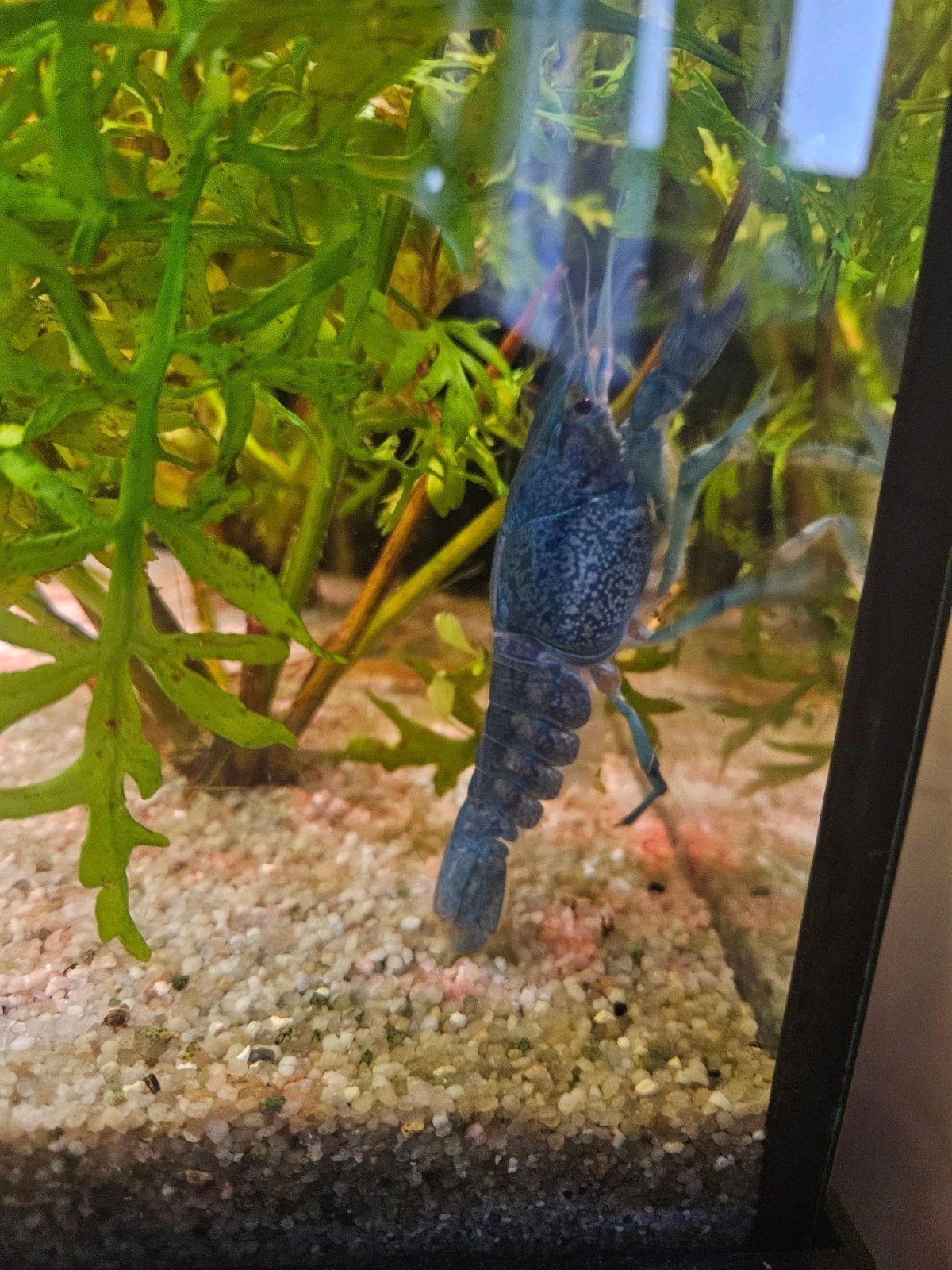 2 x Blauwe florida kreeft man/vrouw, Kreeft, Krab of Garnaal, Zoetwatervis
