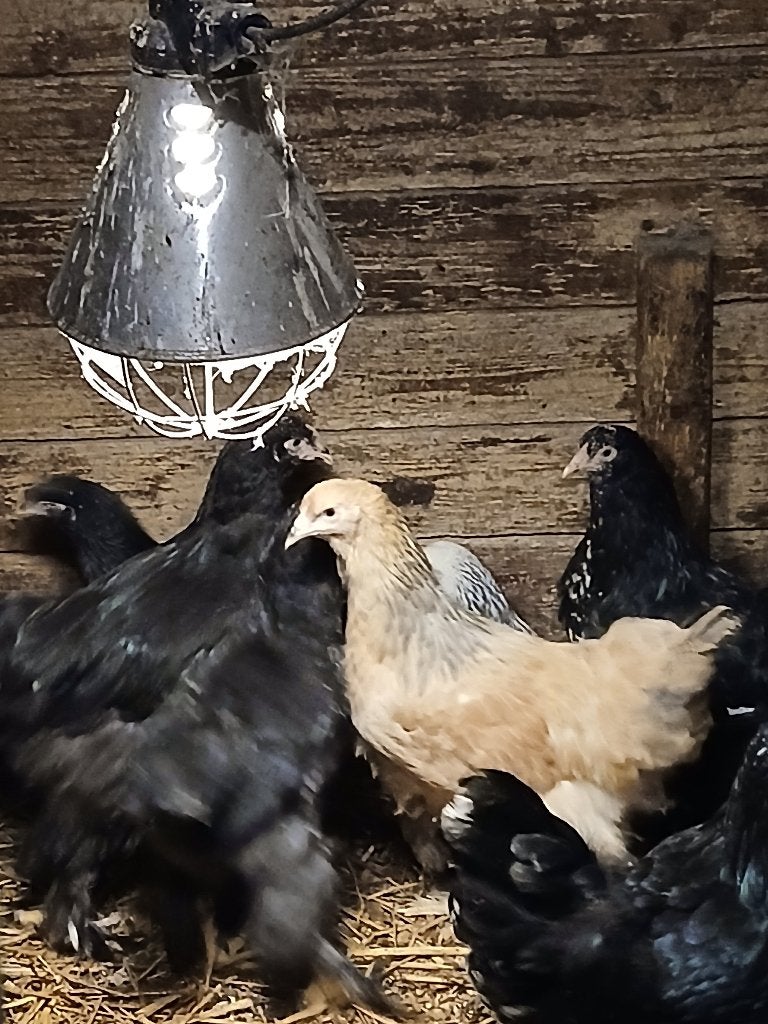 te koop jonge bramha kippen, Dieren en Toebehoren, Pluimvee, Vrouwelijk, Kip