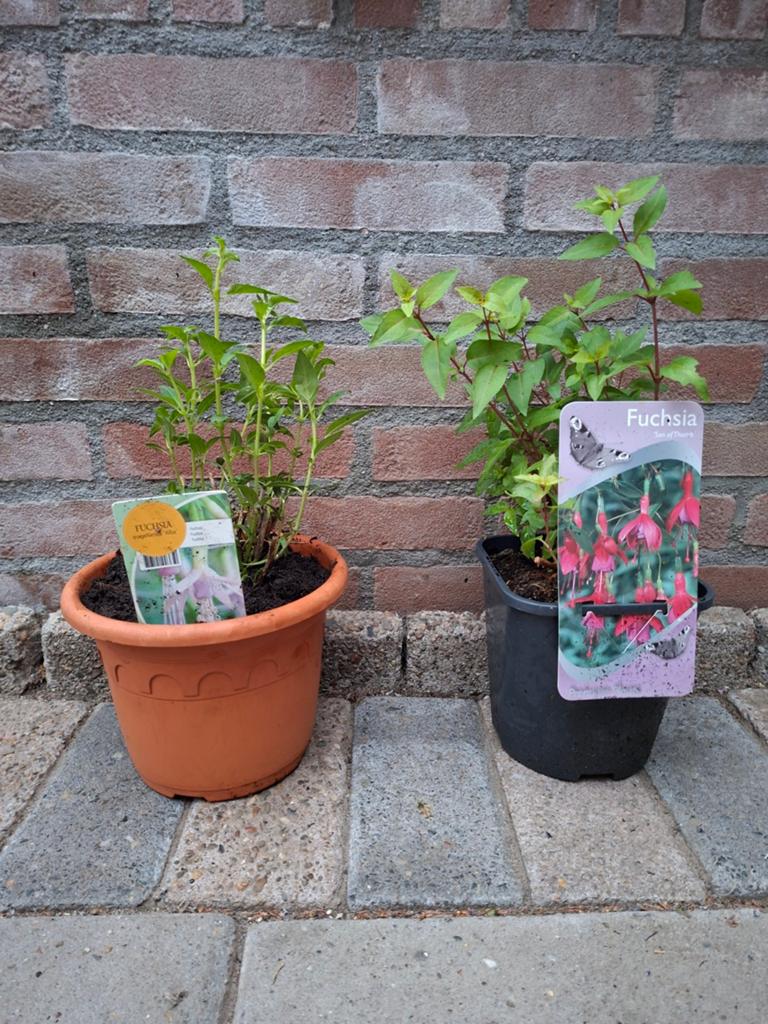 Winterharde Fuchsia,s €2.00 per stuk, Verzenden, Overige soorten, Volle zon