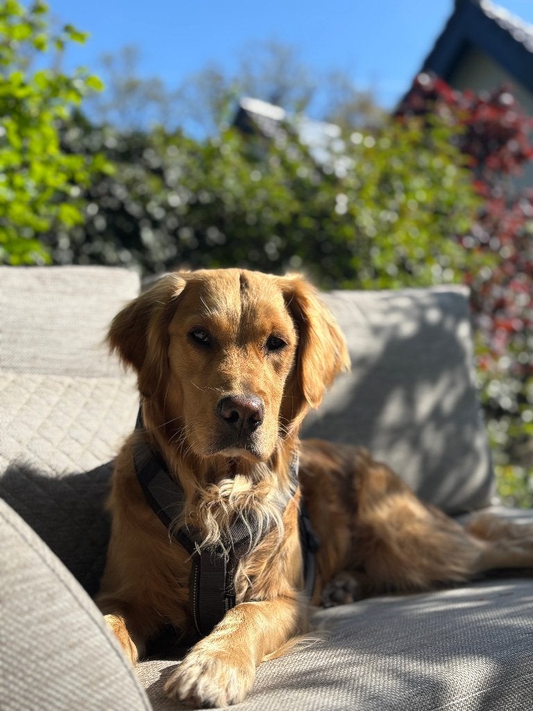 Lieve Golden Retriever Coco zoekt een fijn oppasadres, Particuliere oppas