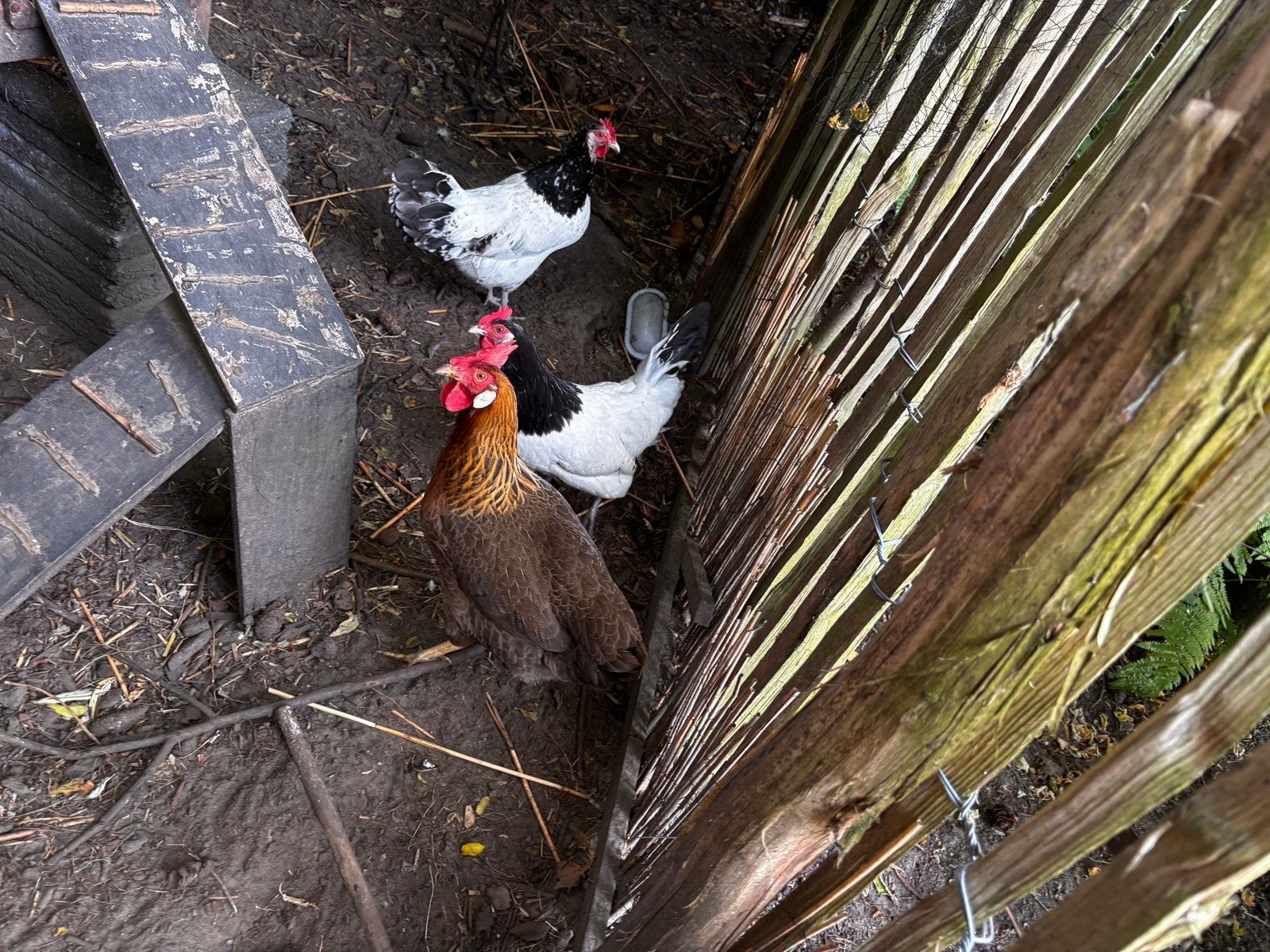 Drie legkippen, Dieren en Toebehoren, Pluimvee, Vrouwelijk, Kip