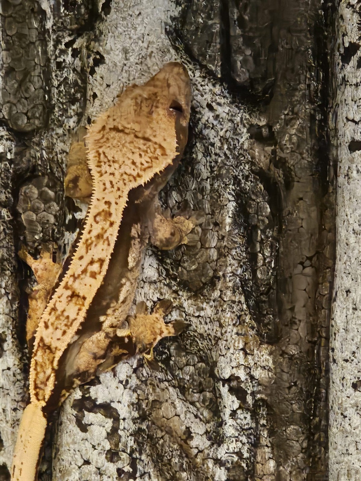 Wimpergekko Vrouw - Dark Base Harlequin Crested Gecko photo 6