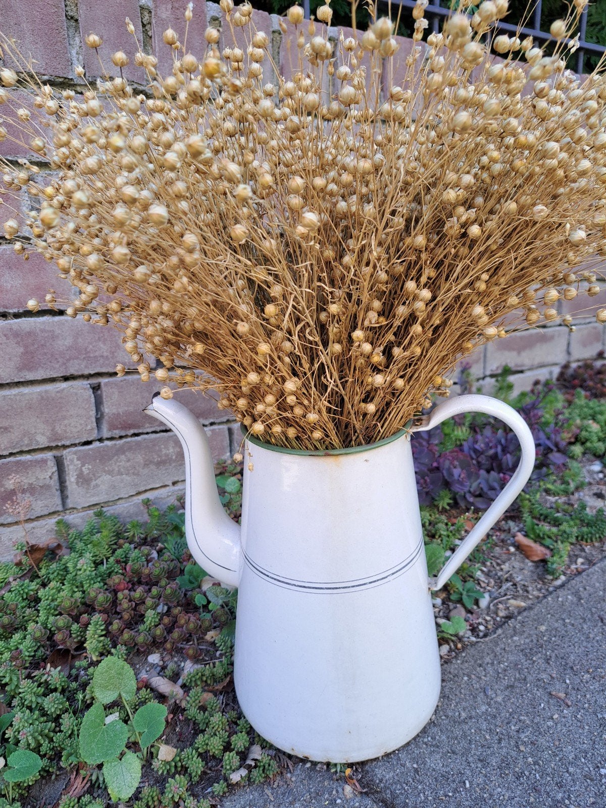 droogbloemen, vlas, linum, naturel kleur,droogboeket., Ophalen of Verzenden, Nieuw