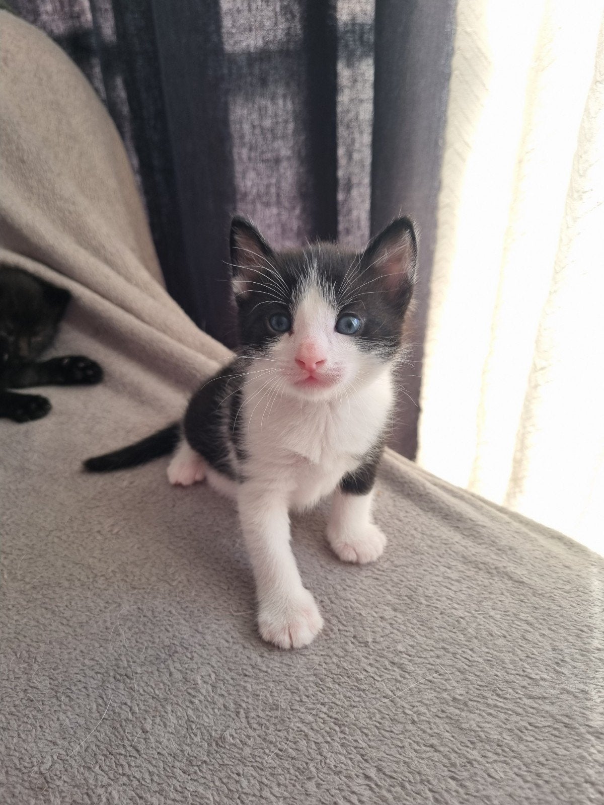 Kittens, Poes, 0 tot 2 jaar