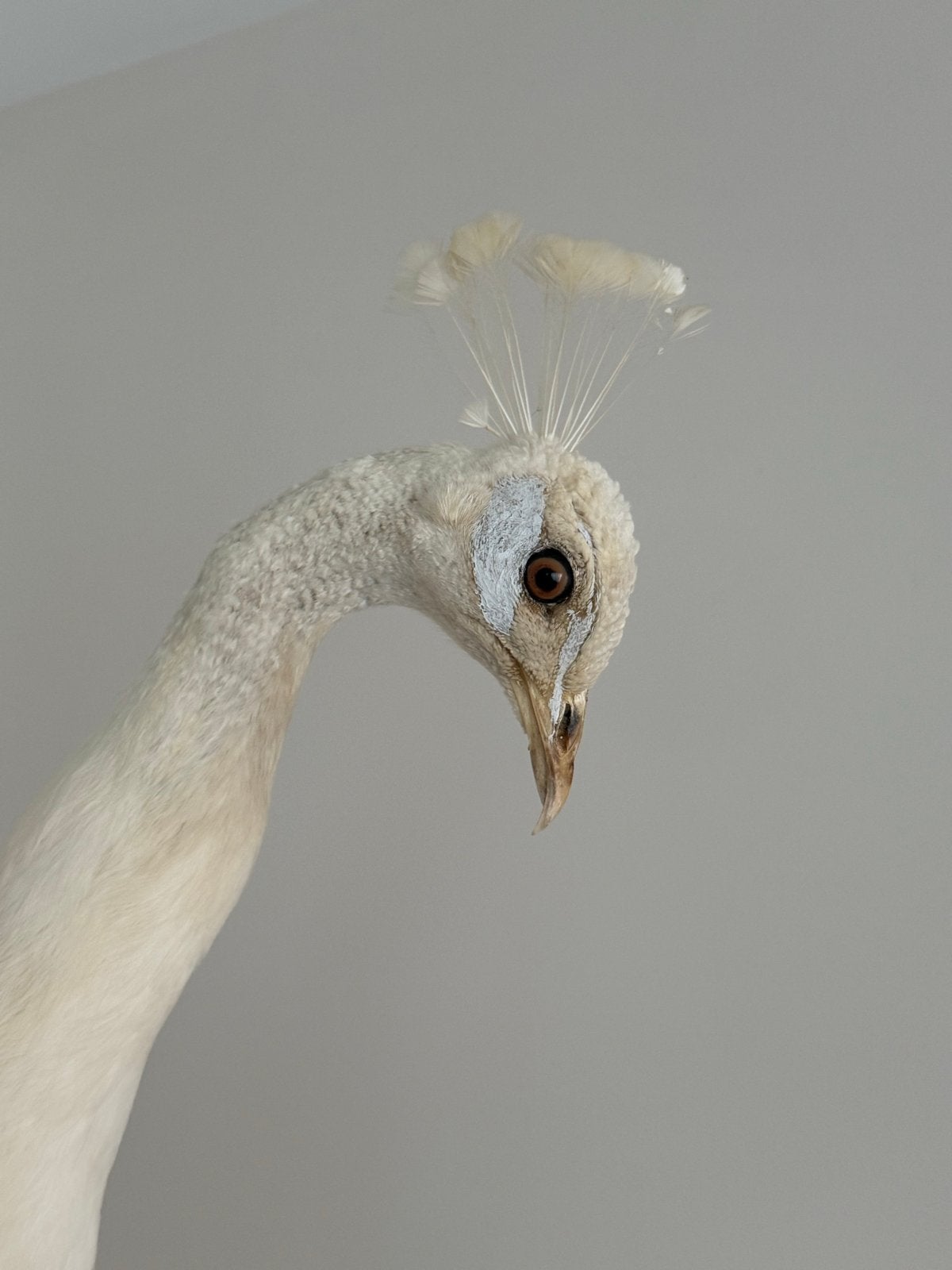Prachtige Witte Opgezette Pauw - Taxidermie Dieren, Verzamelen, Ophalen, Zo goed als nieuw, Vogel, Opgezet dier