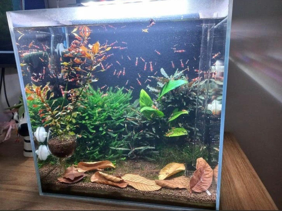 Crystal red garnalen, Dieren en Toebehoren, Reptielen en Amfibieën | Toebehoren, Ophalen, Nieuw