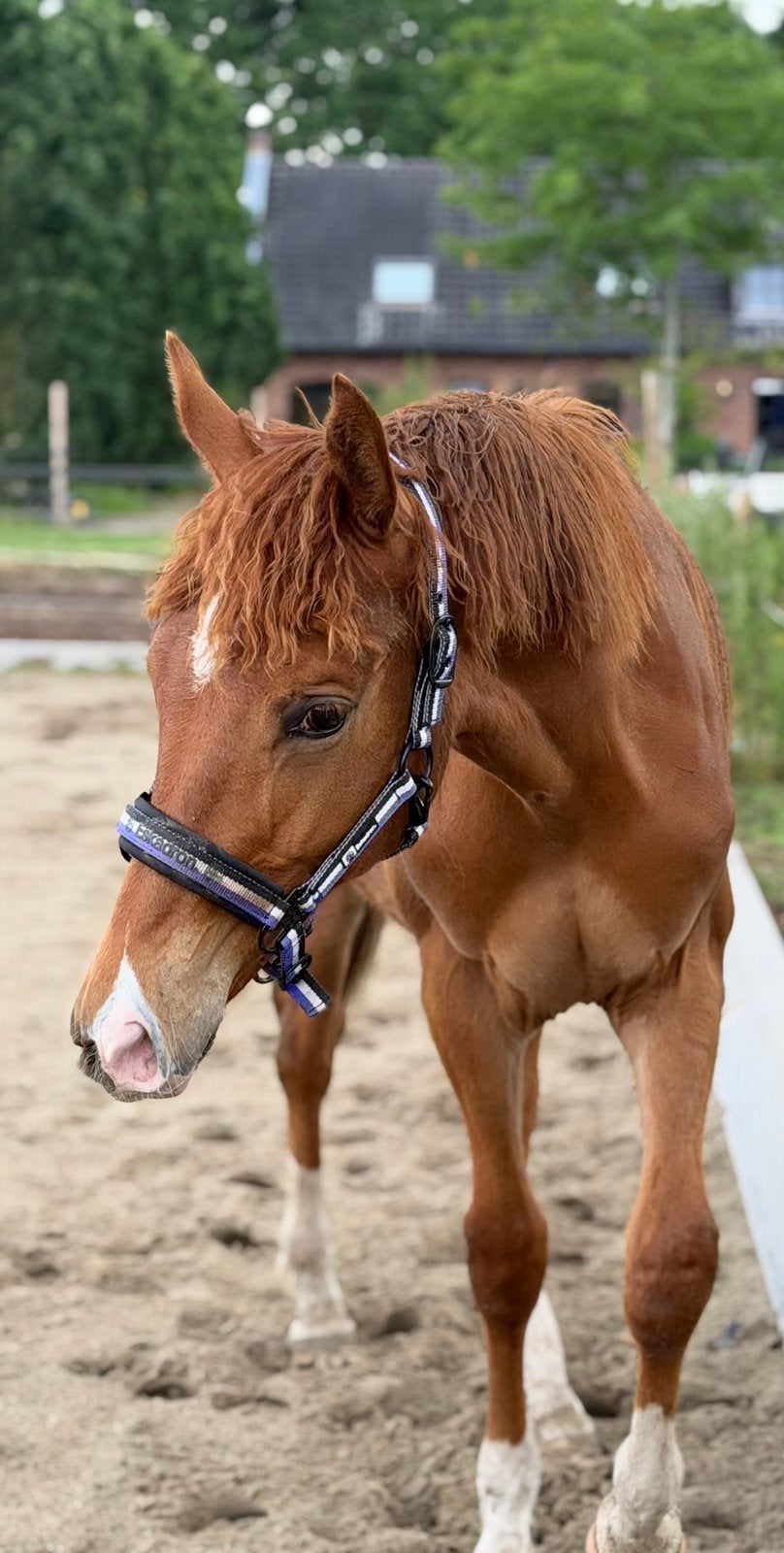 Jaarling hengst van Elastic x Retador, Minder dan 160 cm, Niet van toepassing, Dressuurpaard, 0 tot 2 jaar