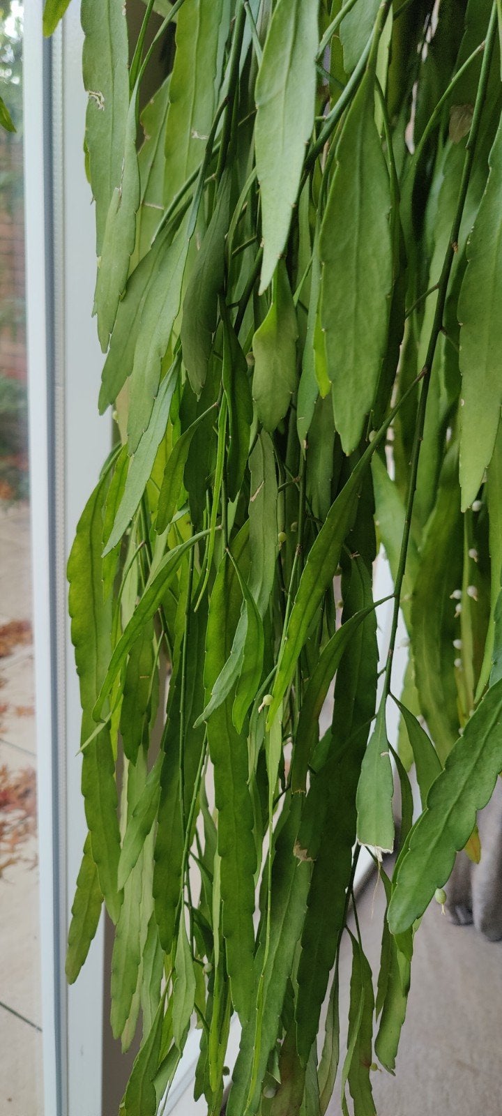 epiphyllum / hangcatus, Ophalen, 100 tot 150 cm, Overige soorten, In pot