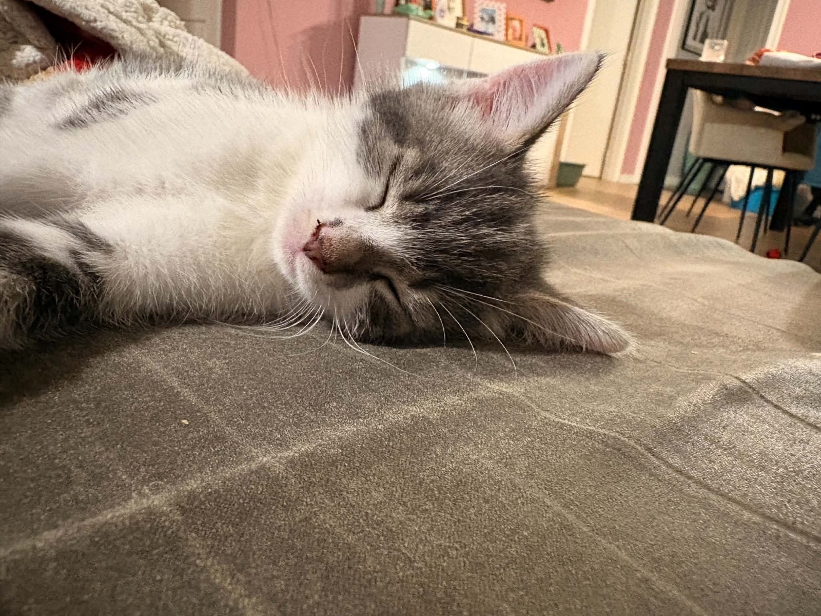 Kitten, Dieren en Toebehoren, Geslacht onbekend, Kortharig, 0 tot 2 jaar