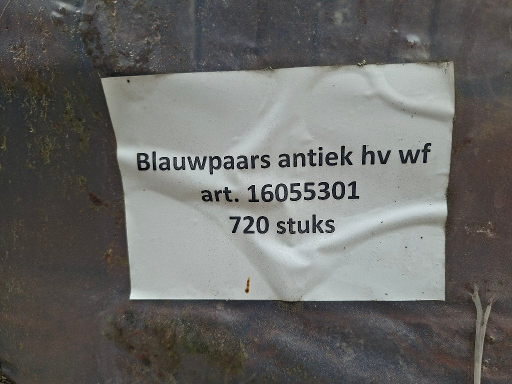 Engels Baksteen - Blauwpaars antiek hv wf (1 pallet), Ophalen, Nieuw, Bakstenen