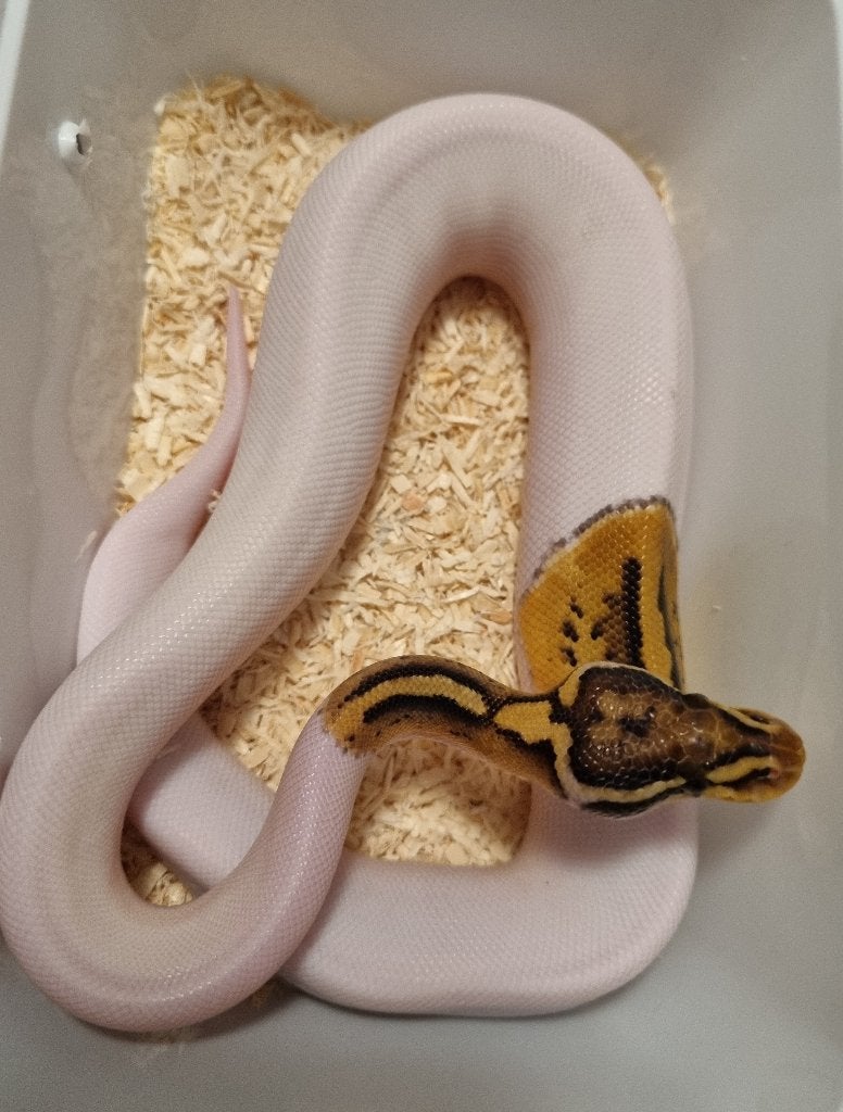 0.1 special pastel enchi piebald koningspython Ball Python photo 2