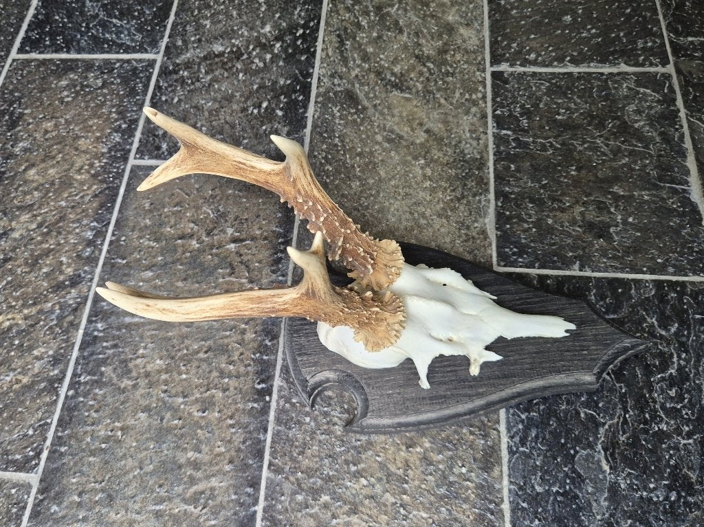 Prachtig Ree gewei ongelijke acht ender jacht mancave h42, Verzamelen, Ophalen of Verzenden, Zo goed als nieuw, Hert, Gewei of Kop