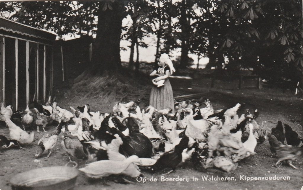 WALCHEREN Klederdracht op de Boerderij Kippenvoederen, Verzenden, 1940 tot 1960, Gelopen, Zeeland