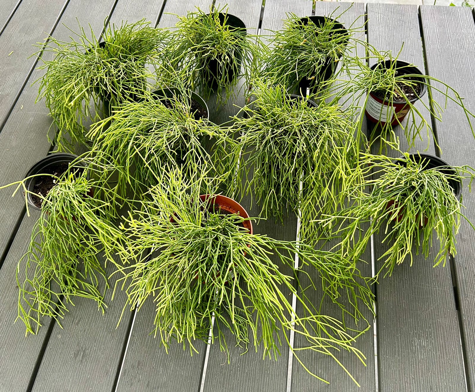Koraalcactus Kamerplanten (Rhipsalis baccifera), Ophalen, Halfschaduw, Cactus, Minder dan 100 cm