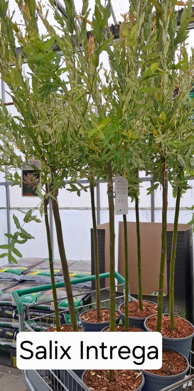 Salix Integra op stam - Bonte Wilg, Volle zon, Vaste plant, Bloeit niet, Ophalen