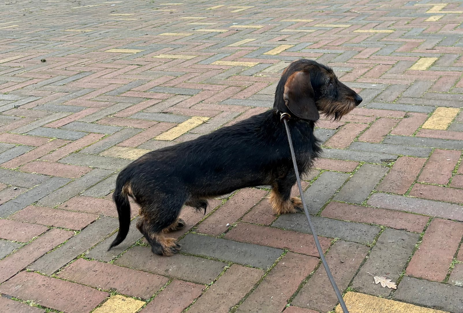 Kaninchen teckeltje 23 mndn, Dieren en Toebehoren, Kaninchen, Reu, 1 tot 2 jaar, Parvo