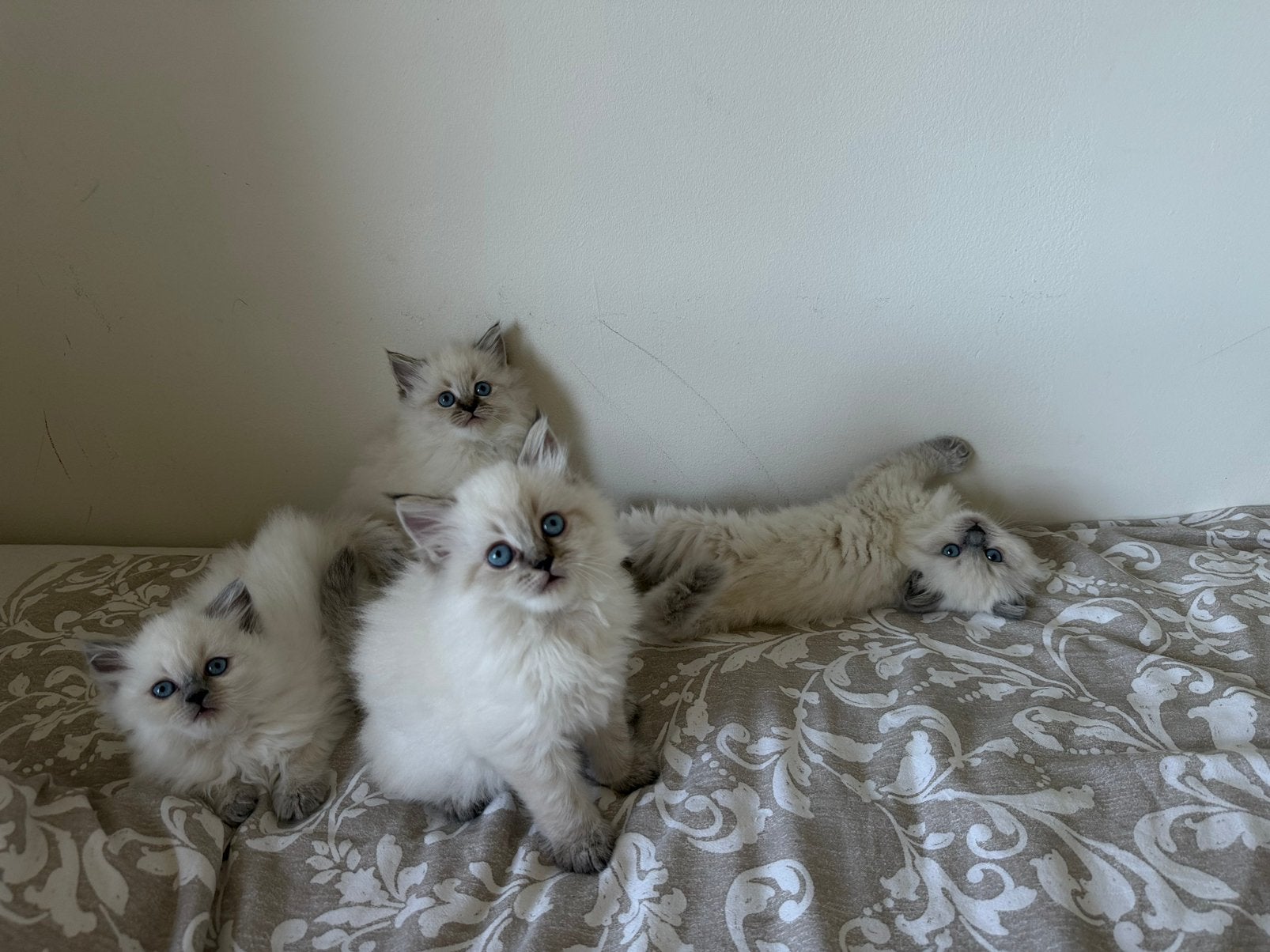 Siberische(neva masquerade) x britse langhaar, Meerdere dieren, Ingeënt, 0 tot 2 jaar