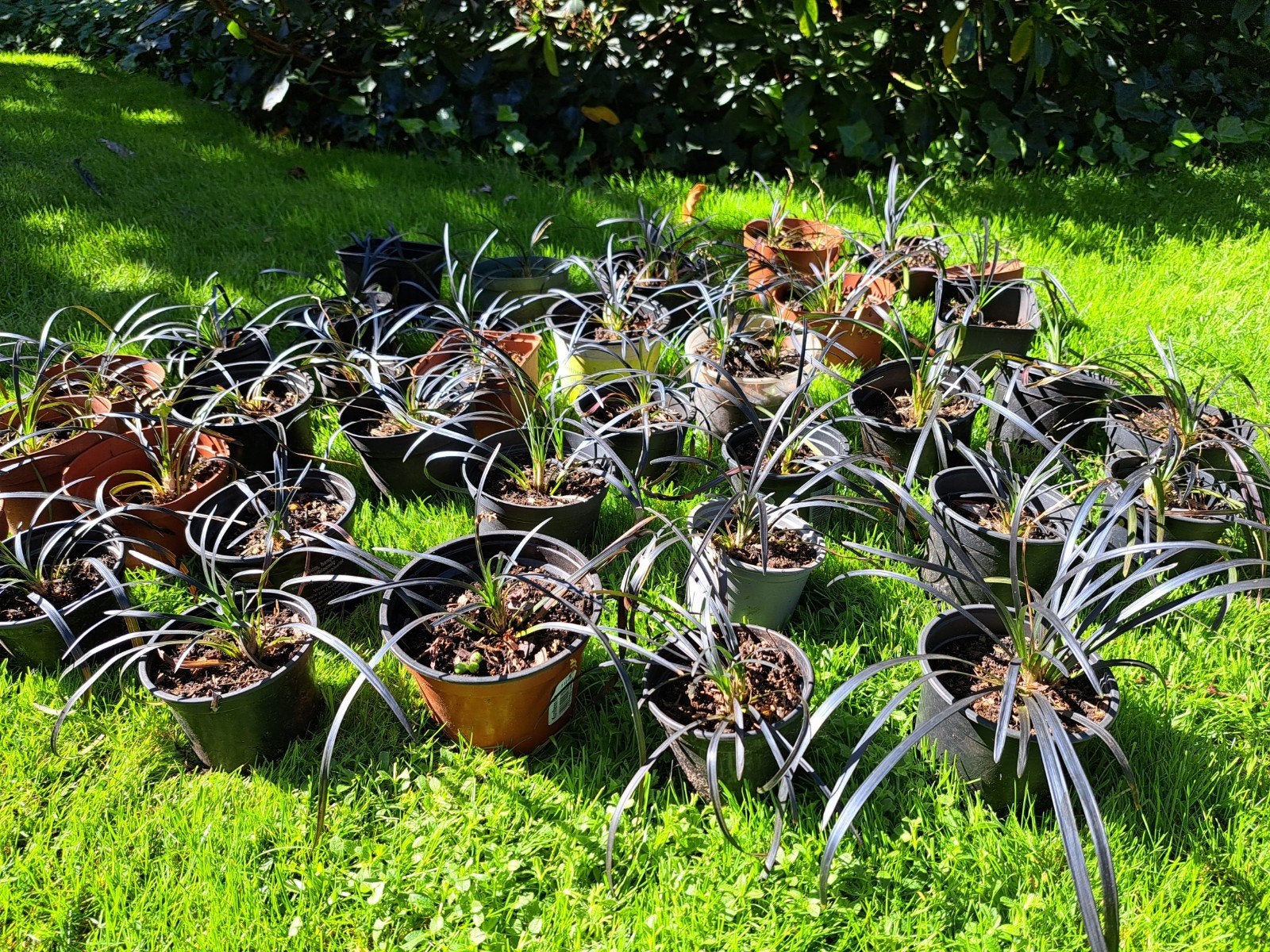 Ophiopogon Niger plantjes, Tuin en Terras, Ophalen, Siergrassen, Volle zon