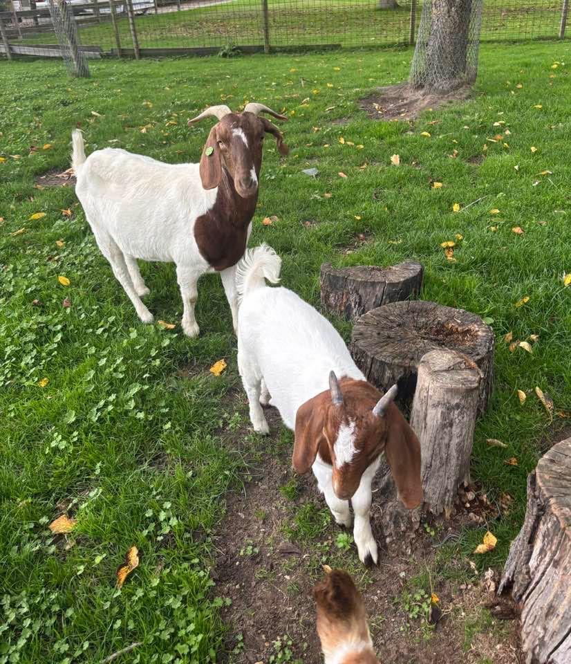 Boergeit drachtig, Dieren en Toebehoren, Schapen, Geiten en Varkens, Vrouwelijk, Geit, 0 tot 2 jaar