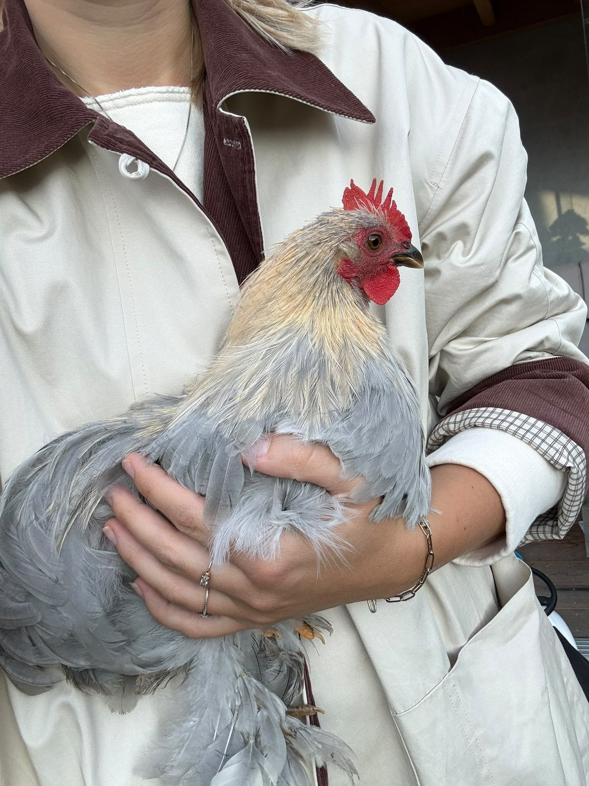 Tamme haan (cochin), Dieren en Toebehoren, Mannelijk, Kip