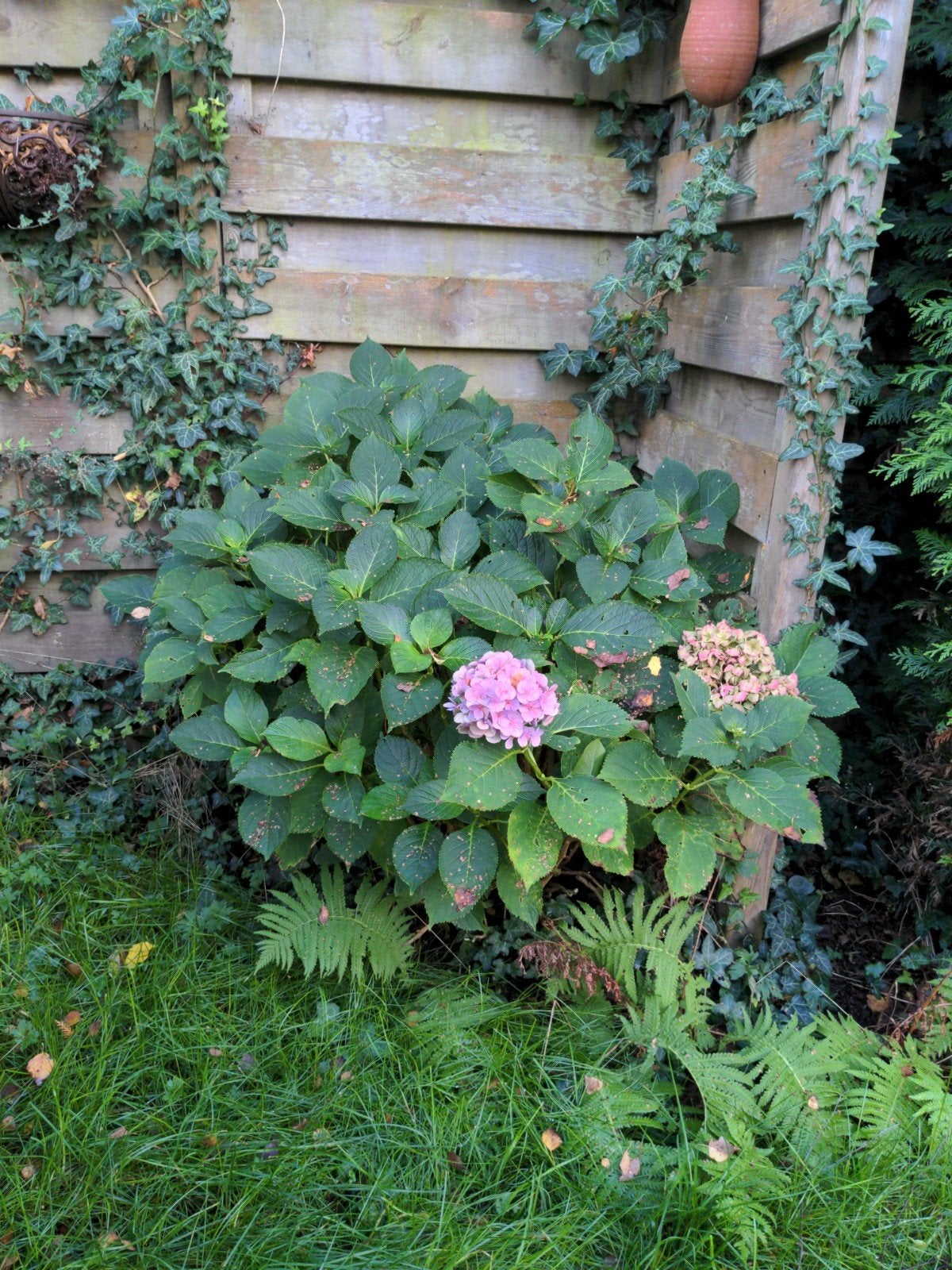 Mooie grote hortensia, Ophalen, Hortensia, Struik, Minder dan 100 cm