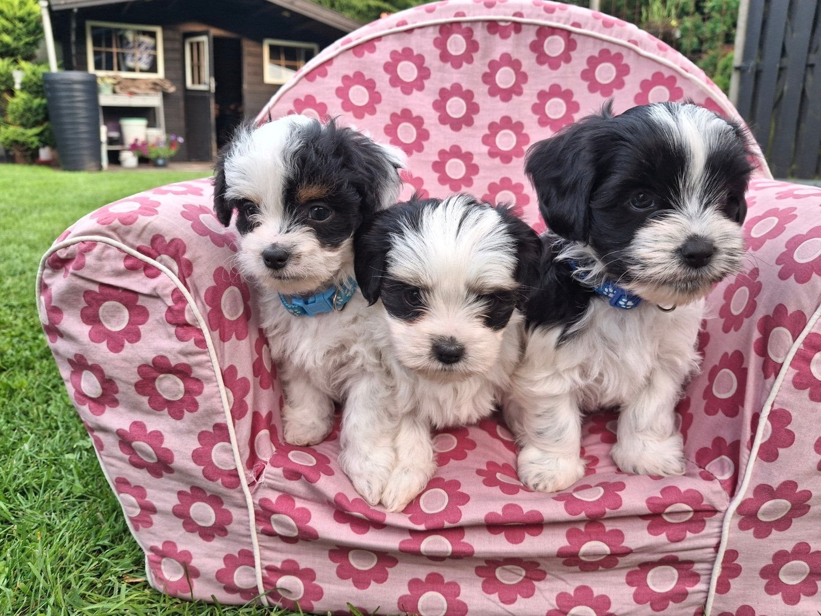 Maltipo  boomer pups, bijna 7 week oud, 8 tot 15 weken, Meerdere, Meerdere dieren, Nederland