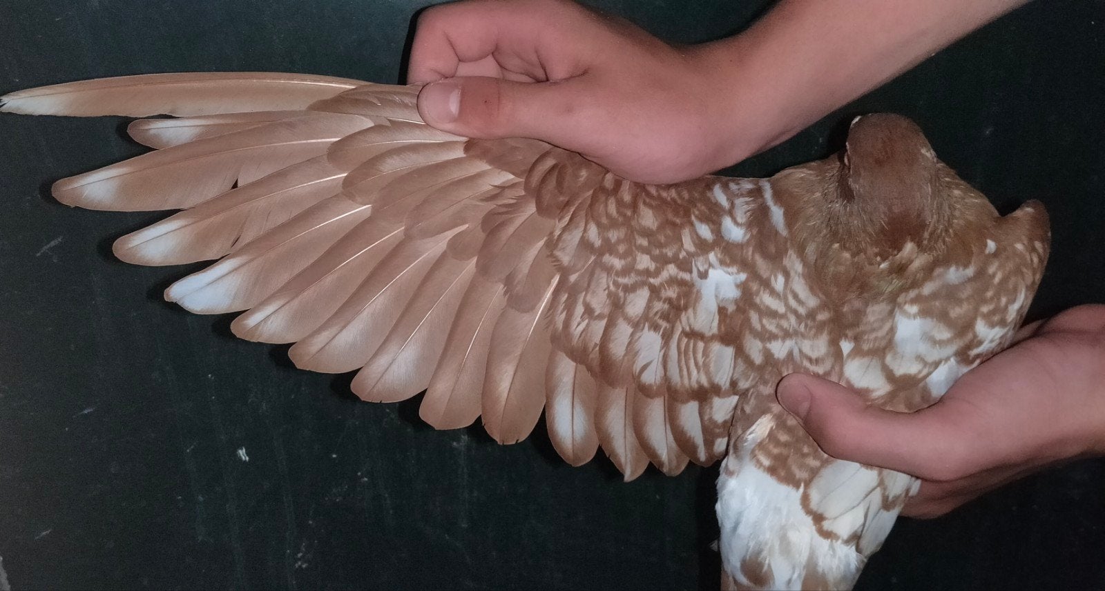 te koop kleurpostduif duivin.., Dieren en Toebehoren, Vrouwelijk, Postduif