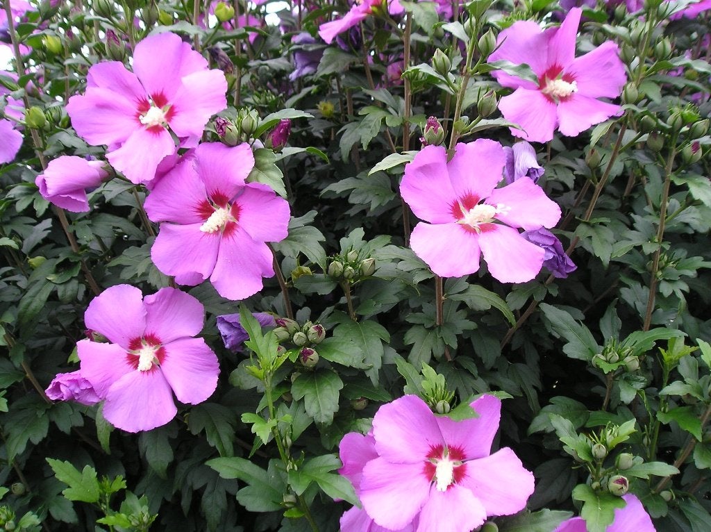 Hibiscus boompjes op stam, Ophalen, Overige soorten, Struik, 100 tot 250 cm