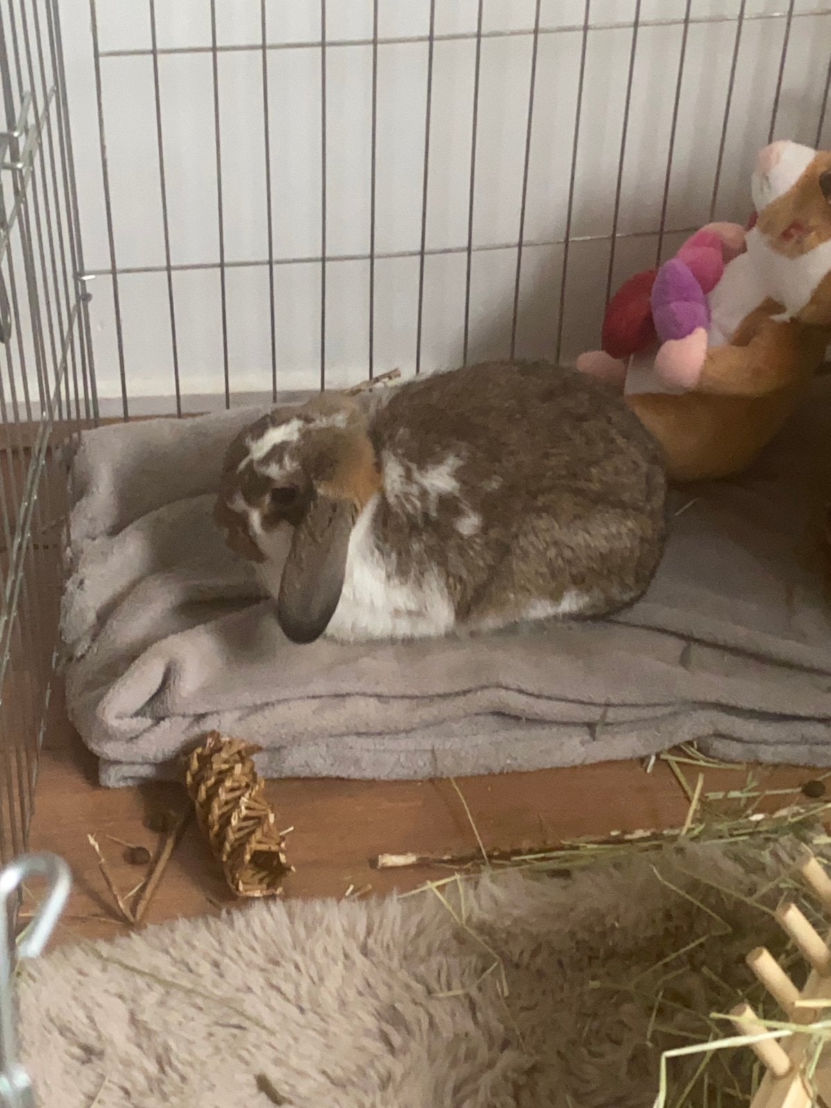 Konijn, Vrouwelijk, Middelgroot, Hangoor, 0 tot 2 jaar