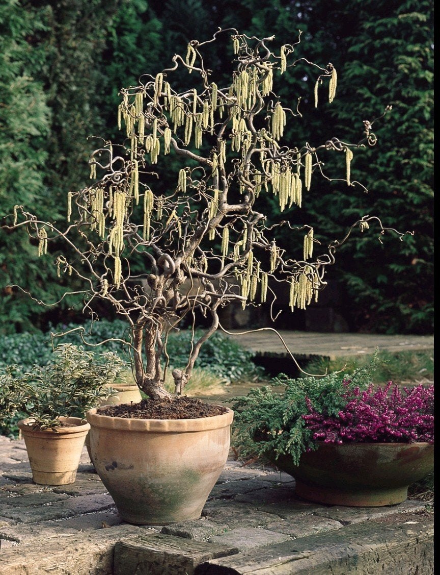 Kronkelhazelaar in pot - Corylus avellana 'Contorta' OP = OP, Winter, Overige soorten, 100 tot 250 cm, Ophalen