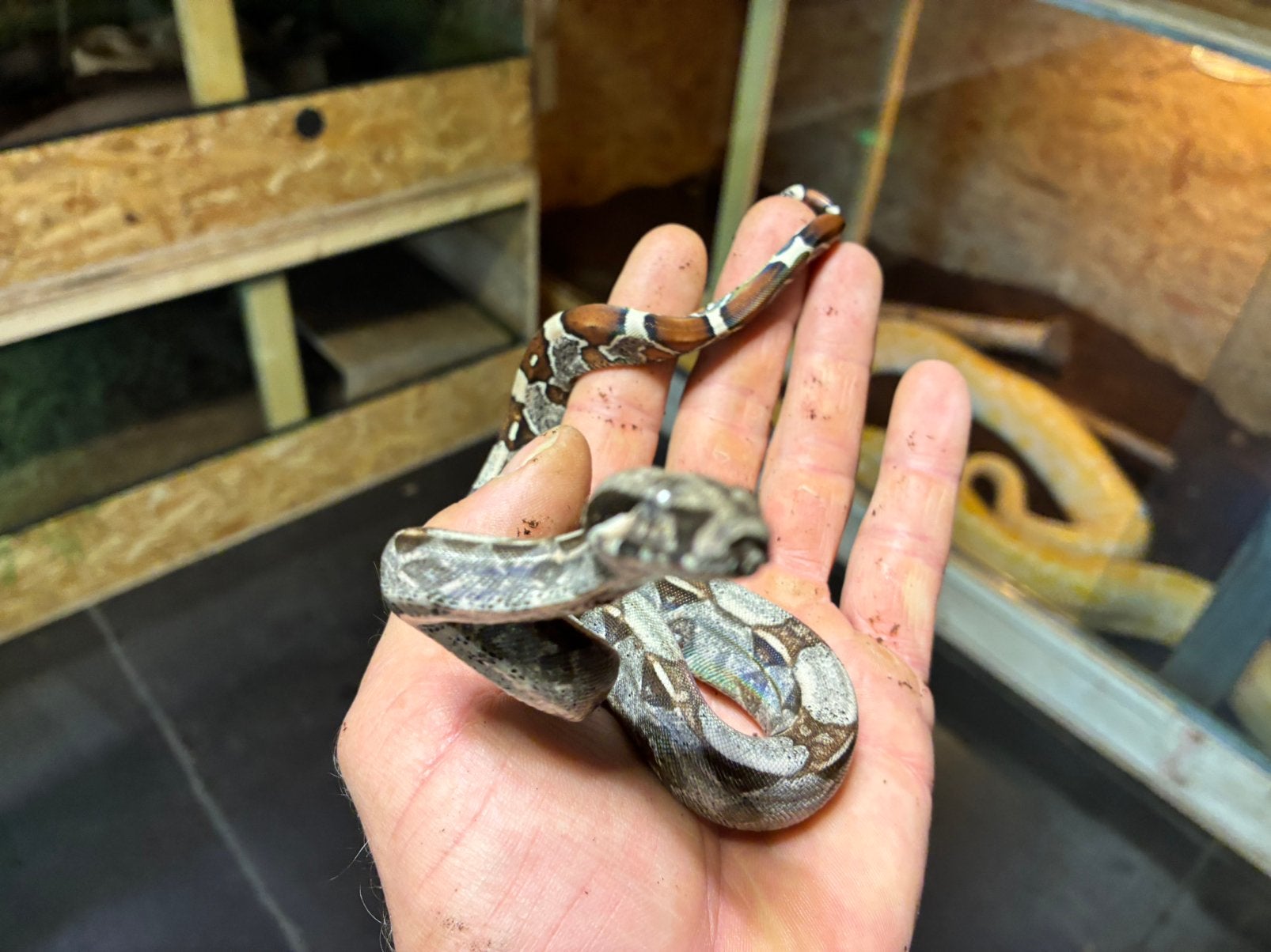 Boa constrictor Roodstaartboa Boa Constrictor photo 6