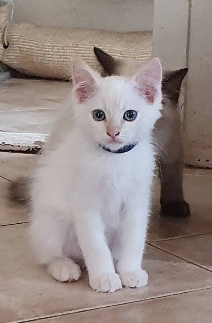 nog twee prachtige unieke ragdoll katers, Kater, Gechipt