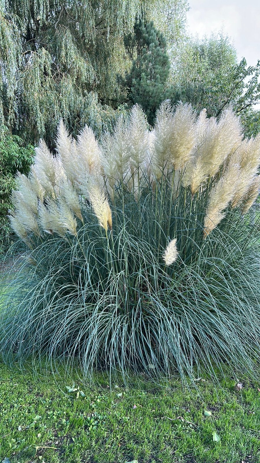 Sier gras boeket 1€ pst, Ophalen, Siergrassen, Volle zon