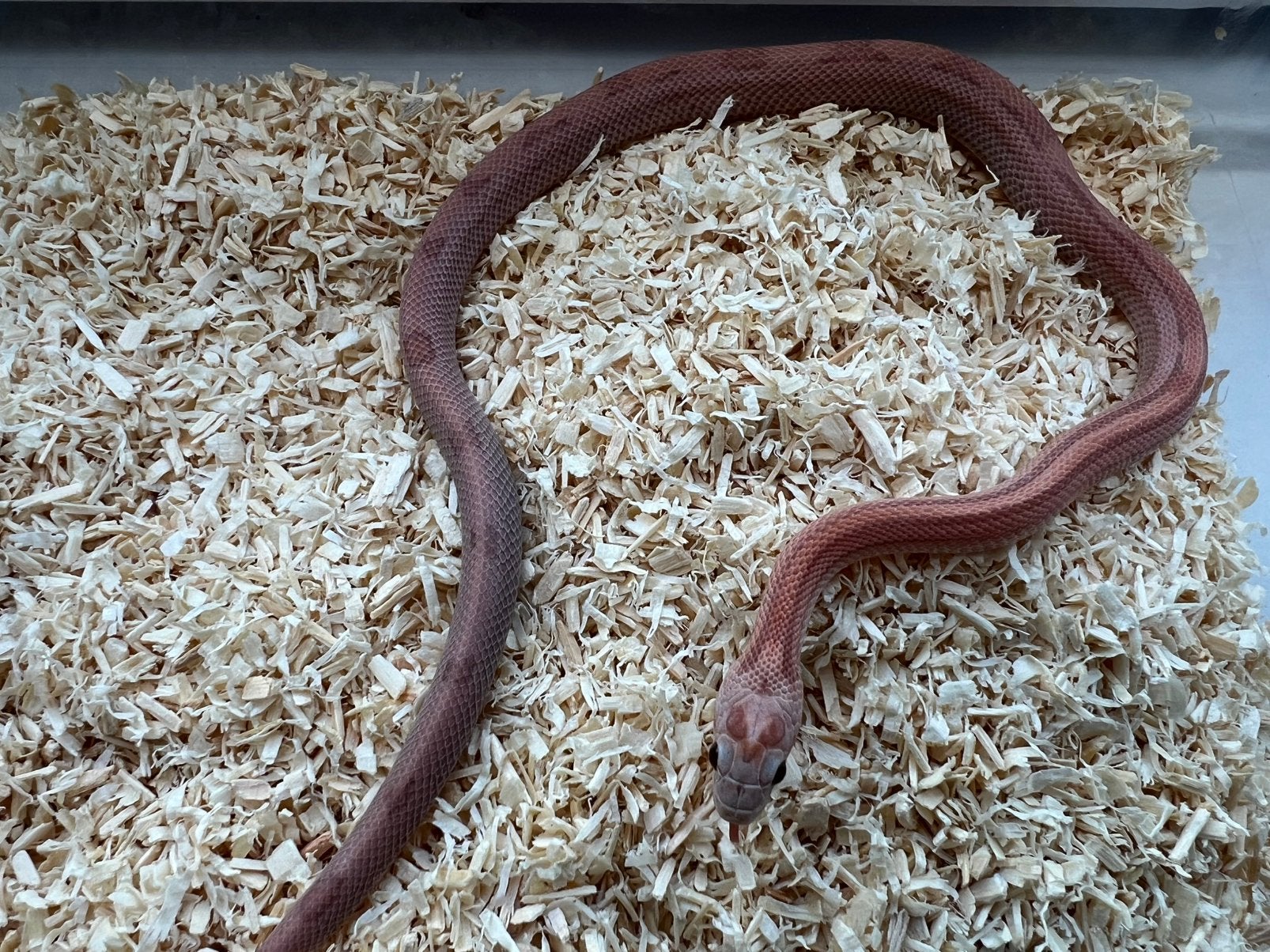 Rattenslangen 2025/26 Rat Snake photo 6