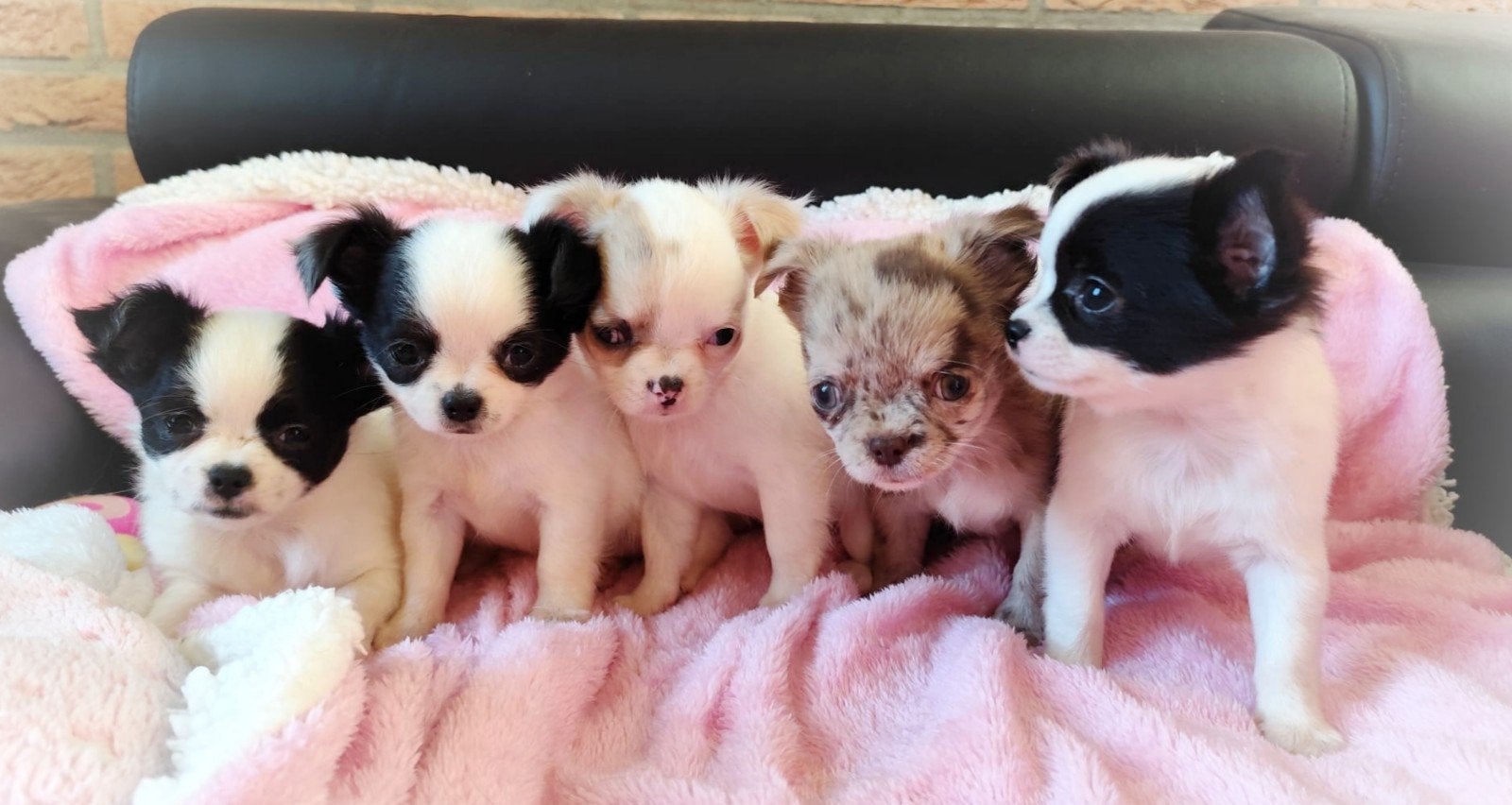 Nog 3 unieke en mega schattige chihuahua puppys!, 8 tot 15 weken, Meerdere, Meerdere dieren, Chihuahua