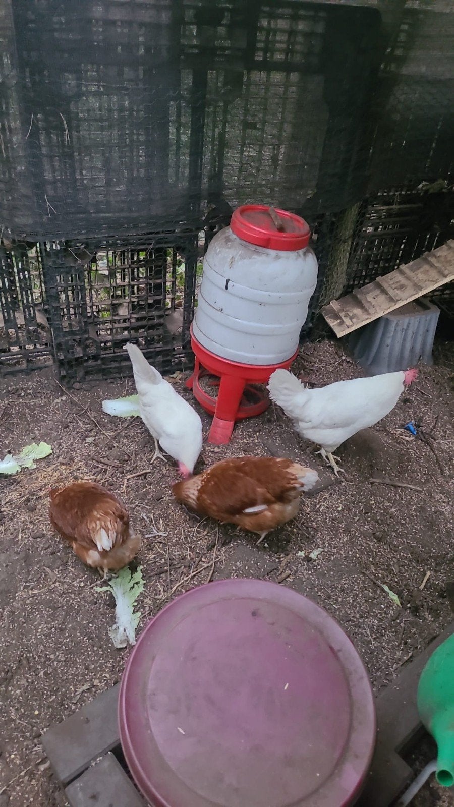 te koop 4 legkippen, Vrouwelijk, Kip