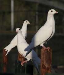 Witte duiven te koop en te huur.........., Dieren en Toebehoren, Meerdere dieren, Overige soorten