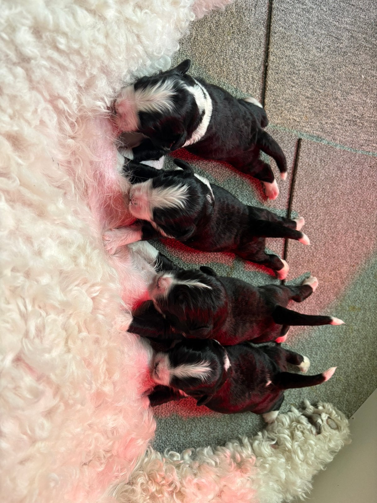 Bernedoodle Puppies, Overige rassen, CDV (hondenziekte), 8 tot 15 weken, Meerdere