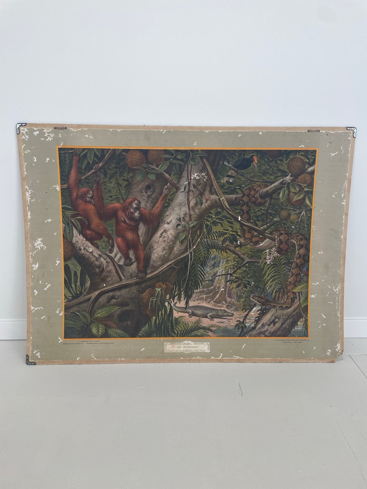 Vintage schoolplaat 'Op Borneo' - JB Wolters' uitgevers, Ophalen, Natuur en Biologie
