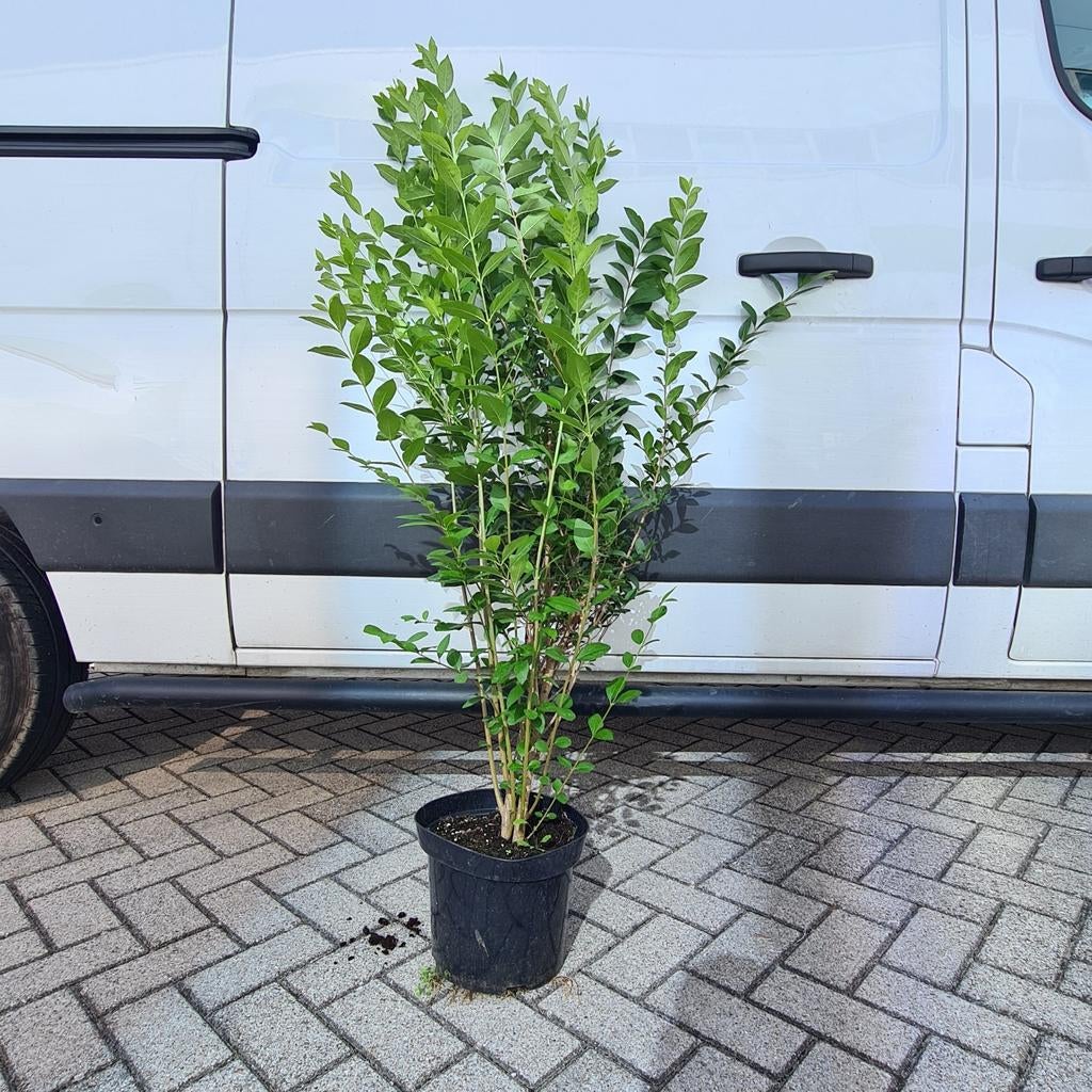 Ligustrum Ovalifolium Liguster haag 150cm, Tuin en Terras, Planten | Struiken en Hagen, Ophalen of Verzenden, Liguster, Haag, 100 tot 250 cm