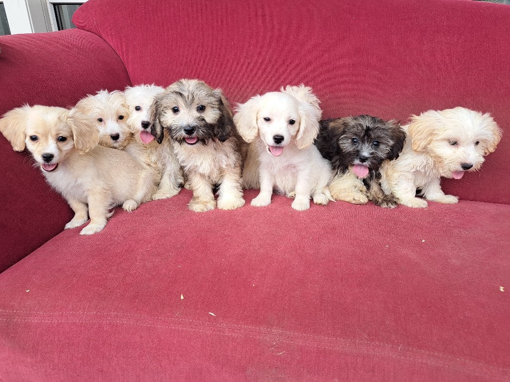 Prachtige maltipoo pups, Dieren en Toebehoren, Honden | Chihuahua's en Gezelschapshonden, Meerdere dieren, Maltezer, Fokker | Professioneel